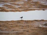 Ein gefleckte Kiebitz macht seinen Morgenspaziergang