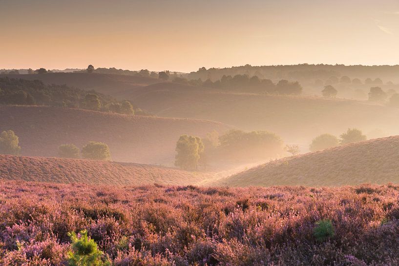 blühende Posbank von Bart Harmsen