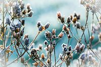 Rêve hivernal de bourgeons de fleurs gelés