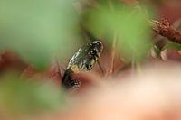 Le serpent à sonnettes joue à cache-cache