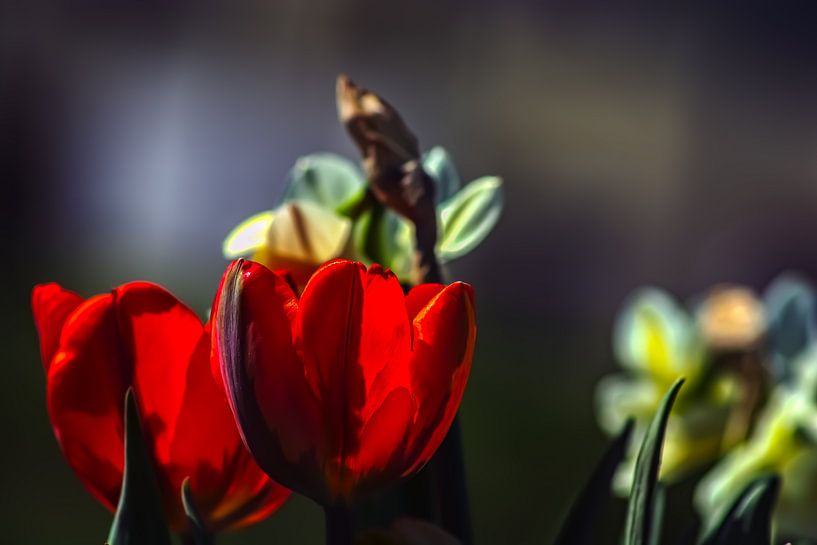 L'amour des tulipes par Photoart-Naegele