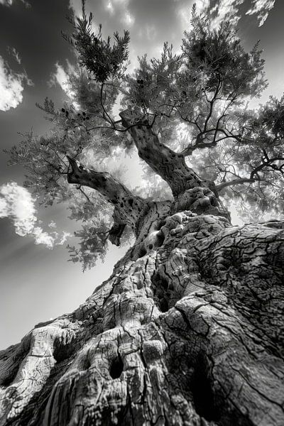 Olivier par Poster Art Shop