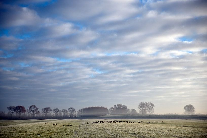 Gänsewanderung von Mariska Hofman