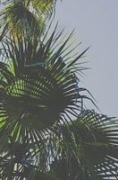 Palmenzweige im Wind