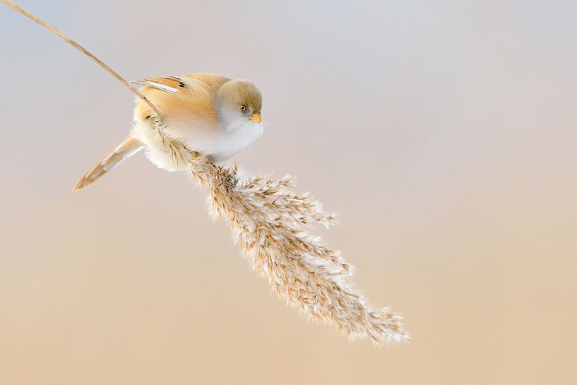 Bearded Reedling / Bearded Tit ( Panurus biarmicus ), female, perched on hanging reed grass, looks f by wunderbare Erde