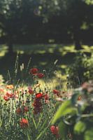 Mohnfeld / Blumenfotografie