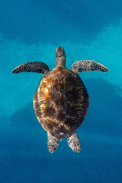 Tortue flottante par Romy Oomen
