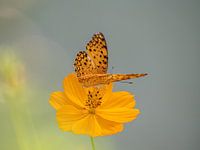 Leopard-Schmetterling