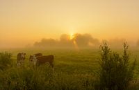 Koeien in mistige polder