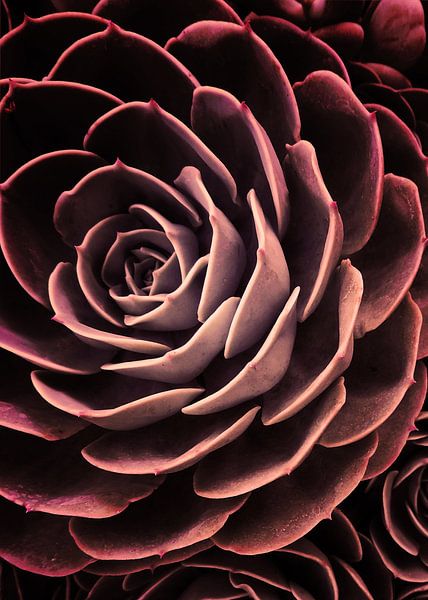 DARKSIDE OF SUCCULENTS-IB5 von Pia Schneider