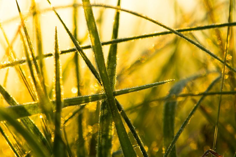 Coucher de soleil à travers l'herbe dans la région d'Achterhoek par Arno Wolsink