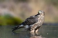 Le faucon juvénile se refroidit dans l'eau.