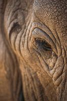 Porträt eines Elefanten | Namibia