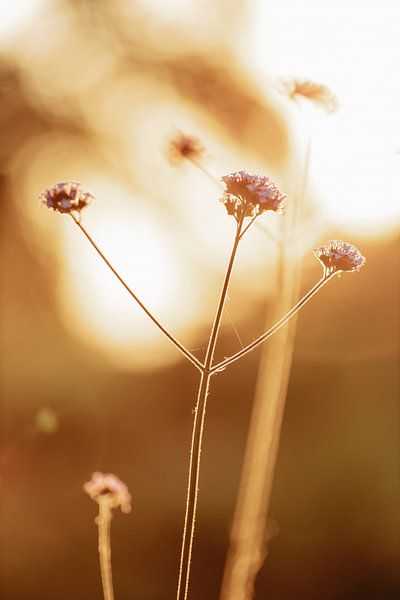 Goldene Stunde von Tessa in Focus