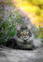 Maine Coon katze im Moor