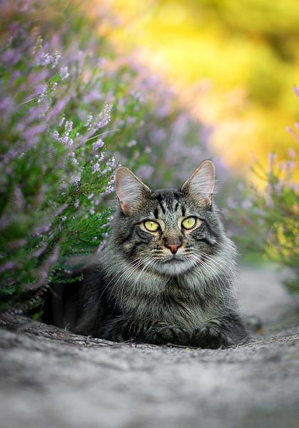 Chat Maine Coon couché dans la lande par Het Boshuis