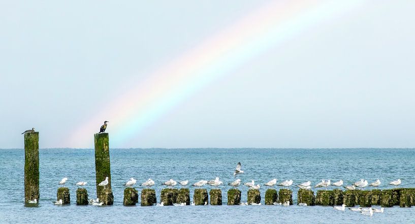 Regenbogen und Wellenbrecher in Zeeland von Marcel van Oene