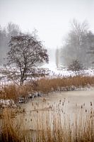 A nature photo during the winter