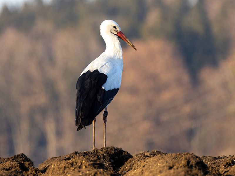 A stork in search of food by Teresa Bauer