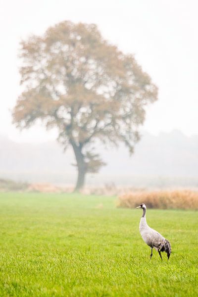 Grues à Diepholz par Danny Slijfer Natuurfotografie