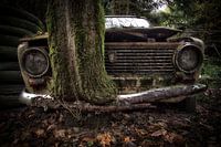 Lada with tree by bumper
