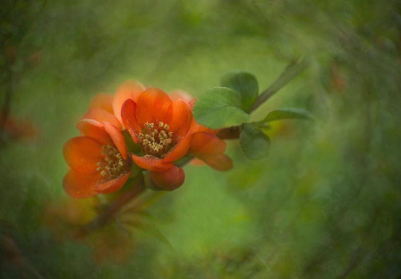 Rote Blüte – Minimalistischer Naturakzent von Joriali Fotografie und Gemälde