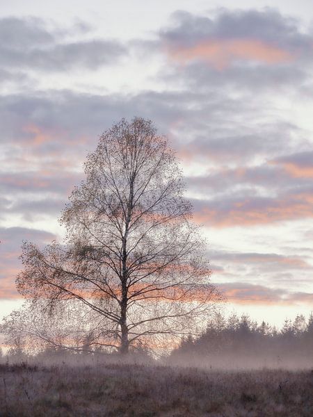 Bouleau en automne par Max Schiefele