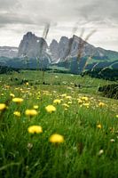 Alpine meadow with flowers in South Tyrol