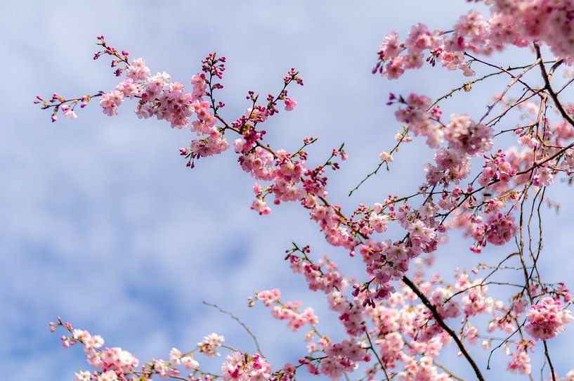 Blossom von Evelyne Renske