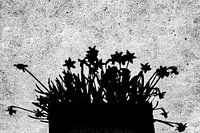 What the shadow holds back