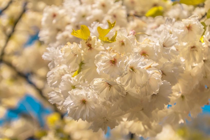 Bloeiende bloesem op een lentedag by Stedom Fotografie