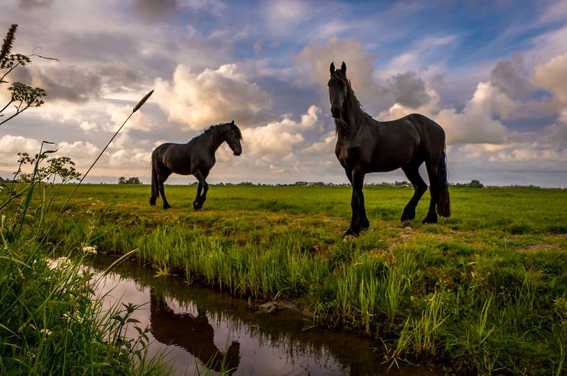 Friesische Pferde von piet douma