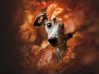 Hund in Herbstbädern