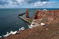 Gannet and the Long Anna