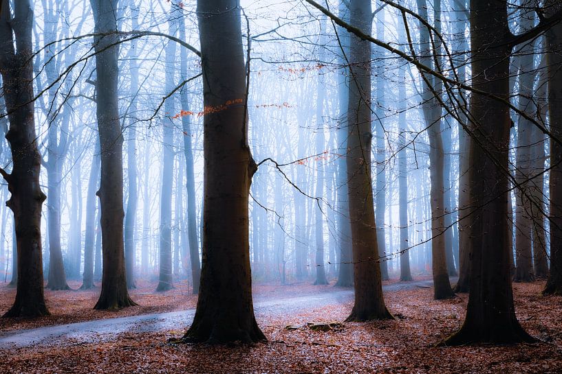 Magic forest 1 van Kevin Woelders