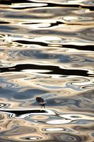 Leicht wie eine Feder II