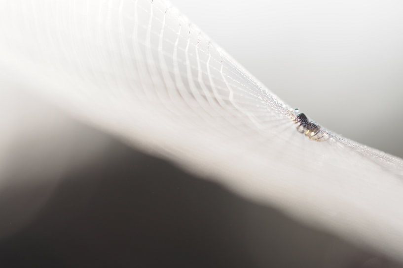 Spin in  het web von Astrid Brouwers