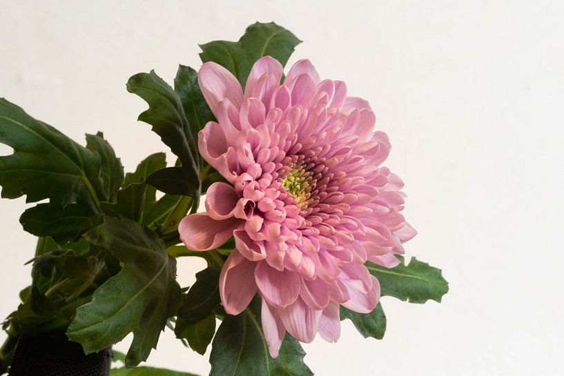 Pink Chrysanthemum in front of a white background by Robin Verhoef