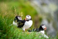 Hallo Papageientaucher