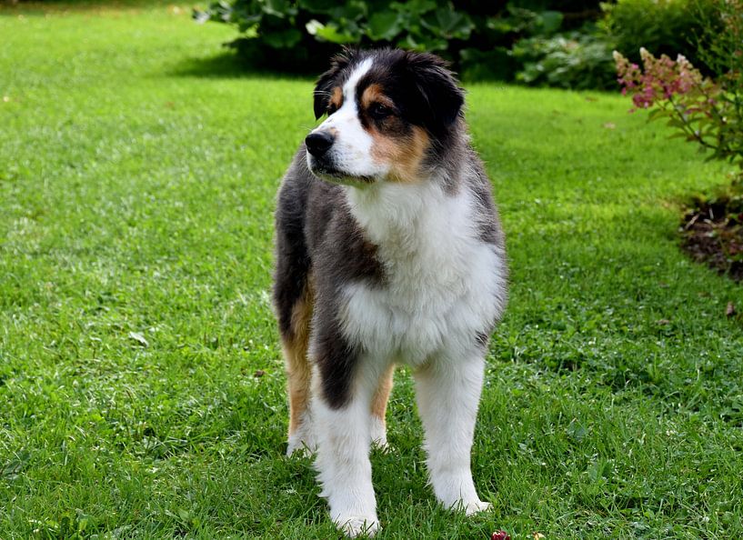 Ein australischer Hirtenhund im Garten von Claude Laprise