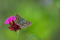 Strawberry butterfly on carnation