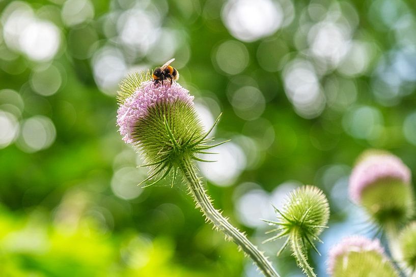Biene auf Teesel. von Hanneke Luit