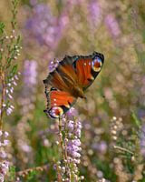 Day peacock on flowering heather, a splash of colour!