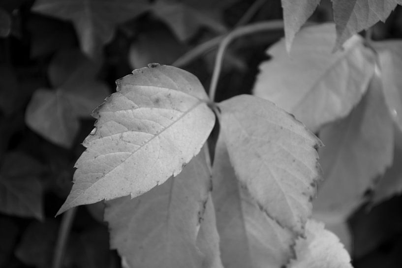 The colours of autumn in different splendours by Bianca Meyering Fotos - BMF