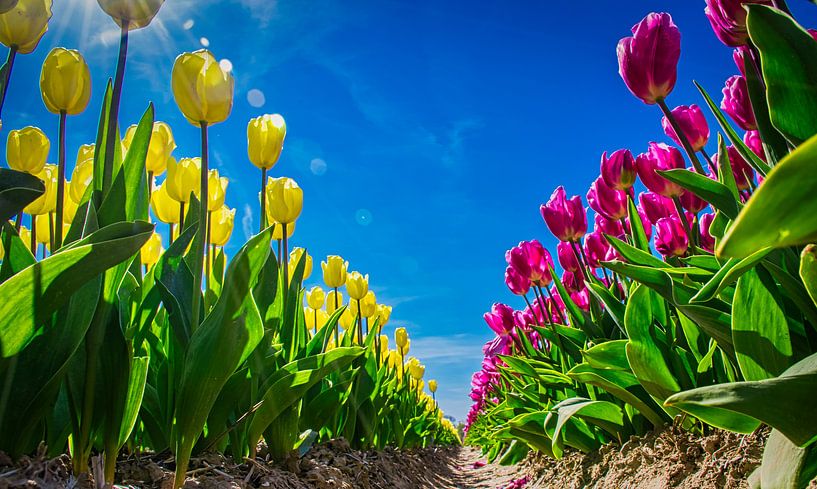  Yellow and pink tulips in a bulb field by Rietje Bulthuis