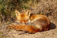 Vos doet dutje in de zon