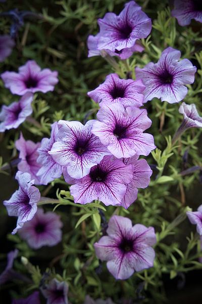 Soft floral tones of lavender and plum by Frank Photos