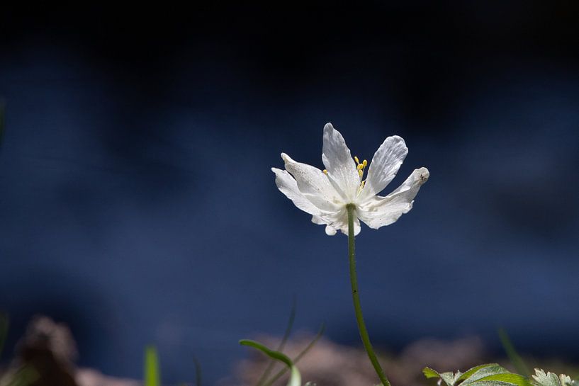 L'anémone des bois blancs en contraste par EFFEKTPHOTOGRAPHY.nl