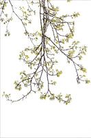 Minimalisme in nature