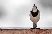 Fluitend Kwikstaartje